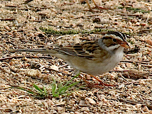 Clay-colored Sparrow